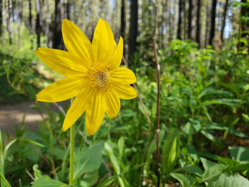 Sulphur Springs Trail | Sulphur Springs Trail, Bragg Creek, AB T0L 0K0, Canada