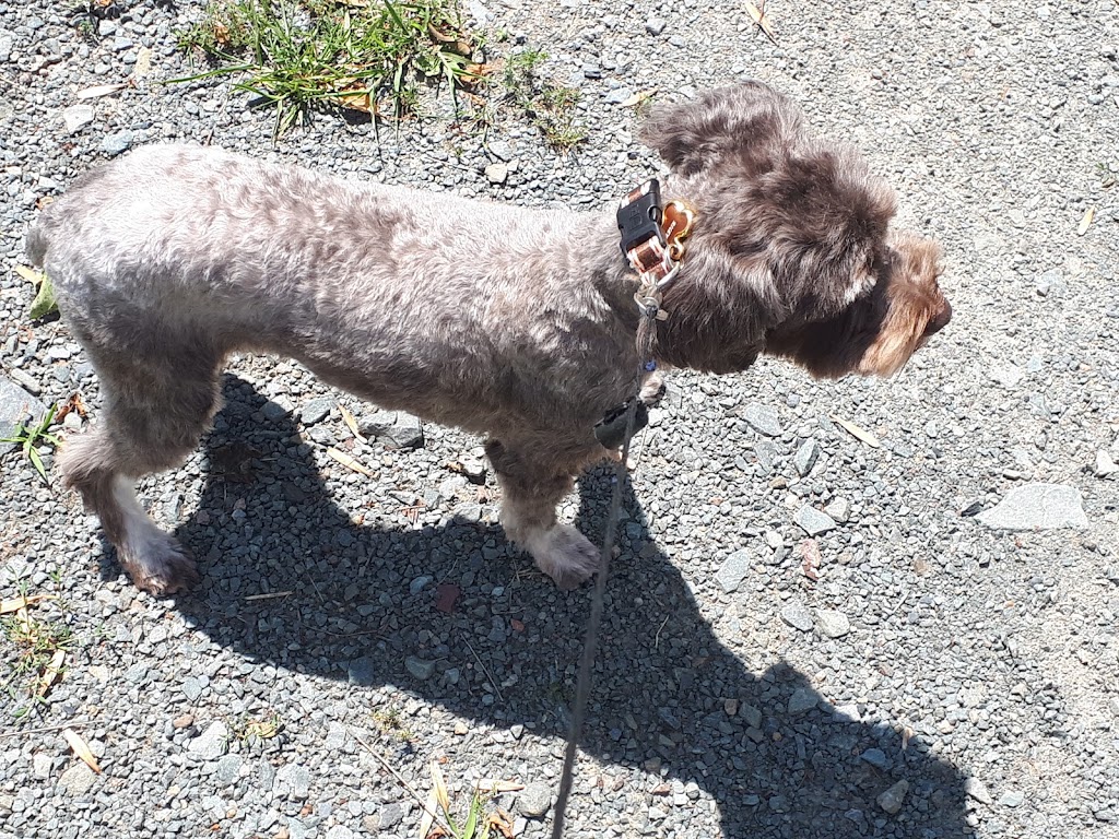 Kerrs Pet Grooming | 2268 Sackville Dr, Upper Sackville, NS B4E 3C6, Canada | Phone: (902) 865-9572