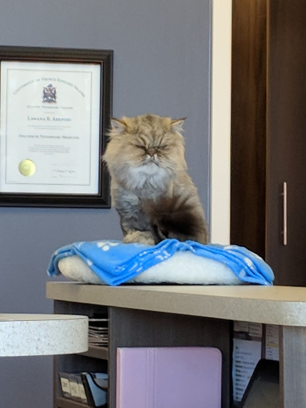 Hazeldean Animal Hospital | 5685 Hazeldean Rd, Stittsville, ON K2S 0P6, Canada | Phone: (613) 831-8788