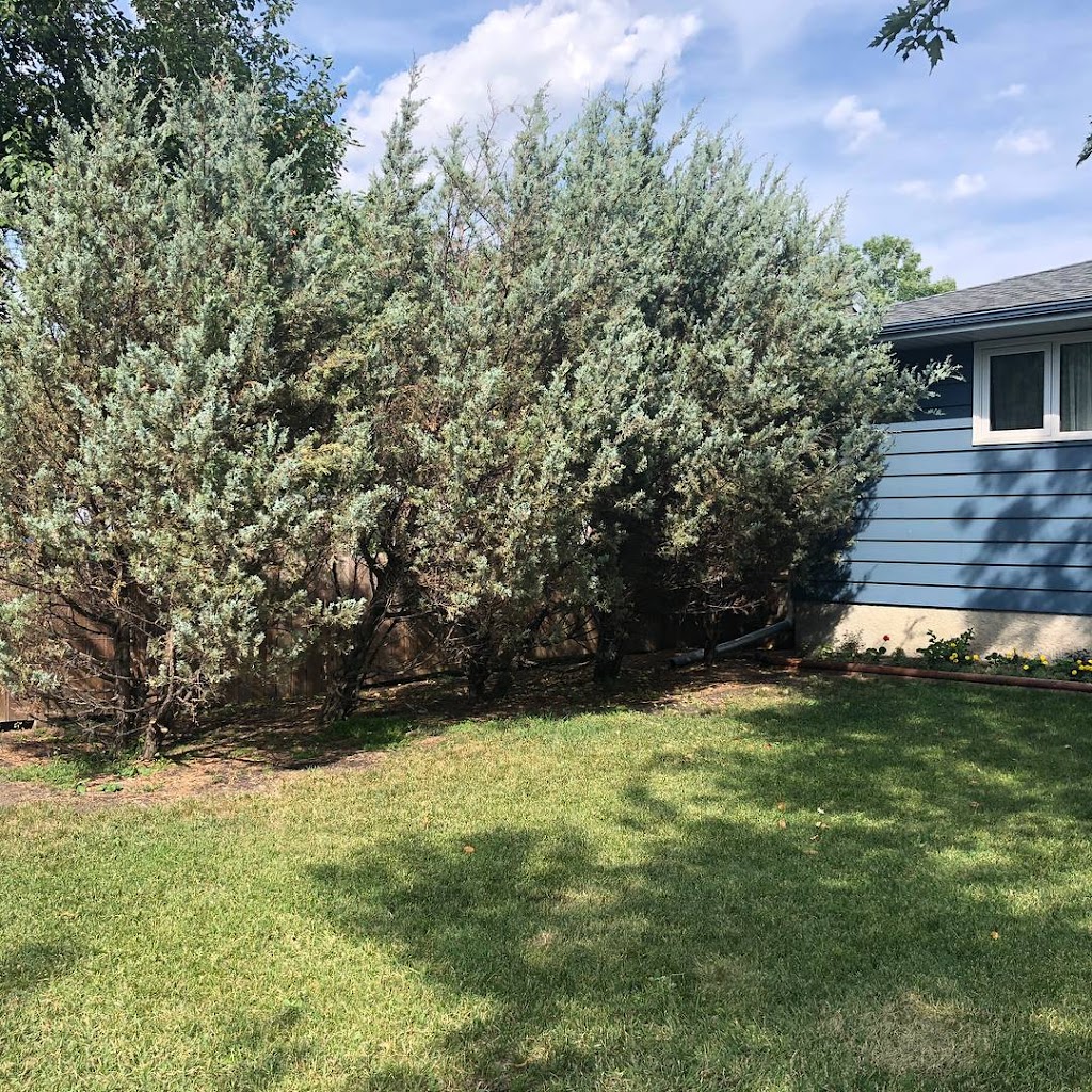 ASAP Tree & Stump Ltd | 130 Haarsma St, East Saint Paul, MB R2E 0M8, Canada | Phone: (204) 663-3889