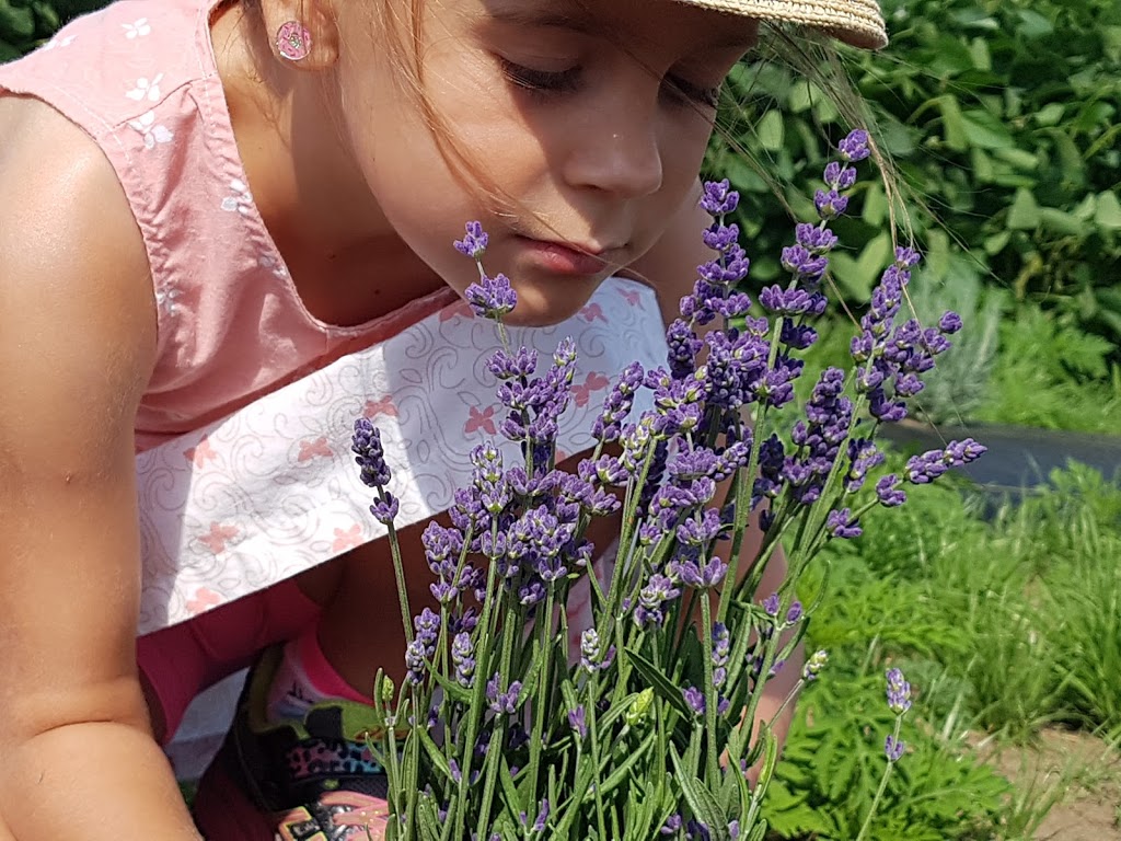 South Bay Fields Lavender Farm | 7527 36/37, Nottawasaga SR, Collingwood, ON L9Y 3Z1, Canada | Phone: (705) 445-8218