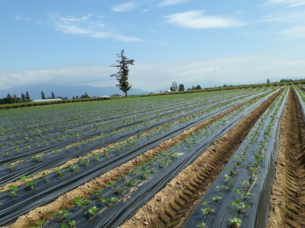 Berry Haven Farm | 320 Mount Lehman Rd, Abbotsford, BC V4X 2L4, Canada | Phone: (604) 859-6380