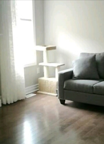Aurora Cat Hotel | 79 Crockart Ln, Aurora, ON L4G 0Y6, Canada | Phone: (416) 903-5688