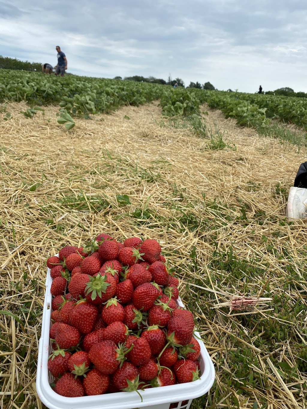 Tigchelaar Berry Farms Pick-your-own Strawberries | 4159 Jordan Rd, Jordan Station, ON L0R 1S0, Canada | Phone: (905) 658-2265