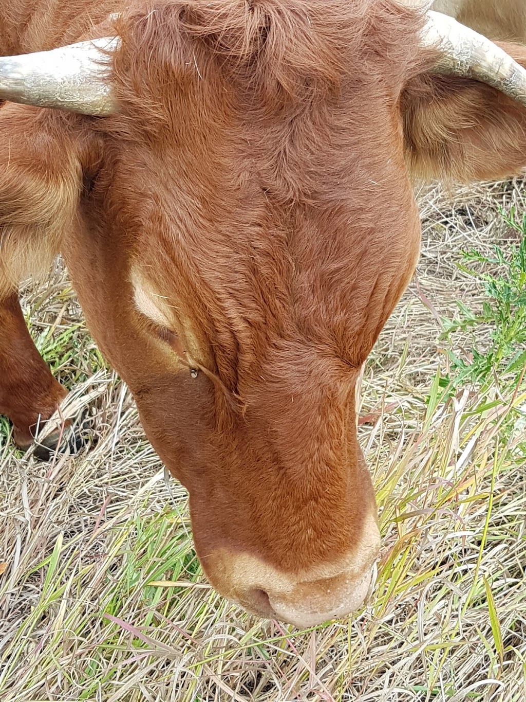 Wildflower Bride Farms | Unnamed Road, Hay Lakes, AB T0B 1W0, Canada | Phone: (780) 878-8393