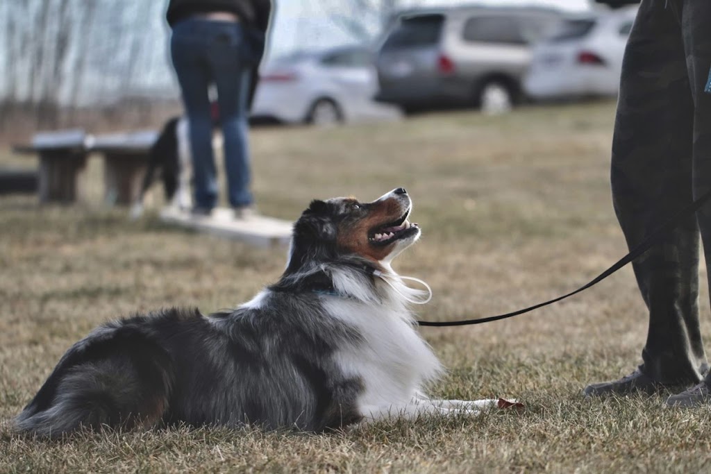 Paws Unleashed AB | 45076 AB-11, Condor, AB T0M 0P0, Canada | Phone: (403) 304-9738
