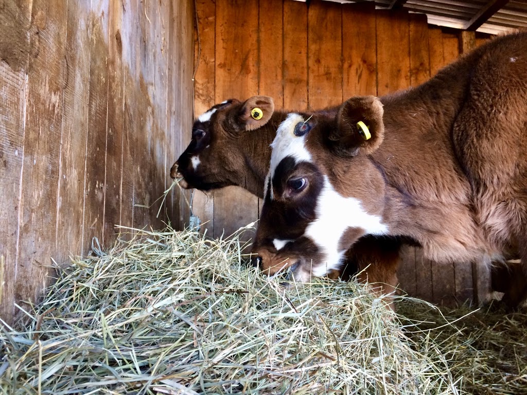 Simple Life Homestead | 7301 Dixon Rd, Brockville, ON K6V 5T2, Canada | Phone: (613) 794-0565