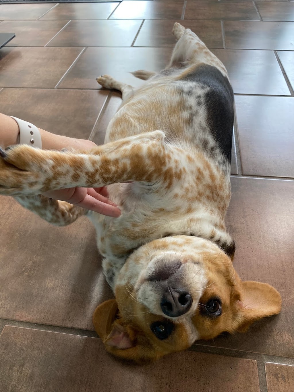 Ridgeway Animal Hospital | 257 Ridge Rd N, Ridgeway, ON L0S 1N0, Canada | Phone: (905) 894-6400