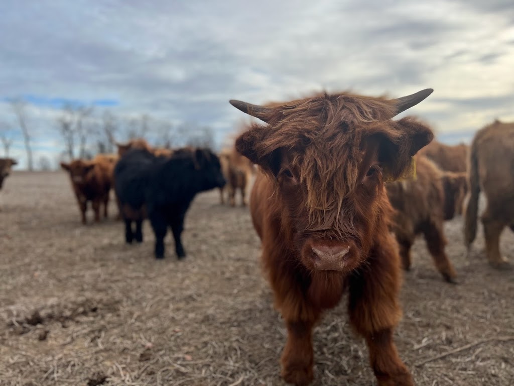 Springer Lake Farms | 45184 Browntown Rd, Listowel, ON N4W 3G7, Canada | Phone: (519) 498-3298