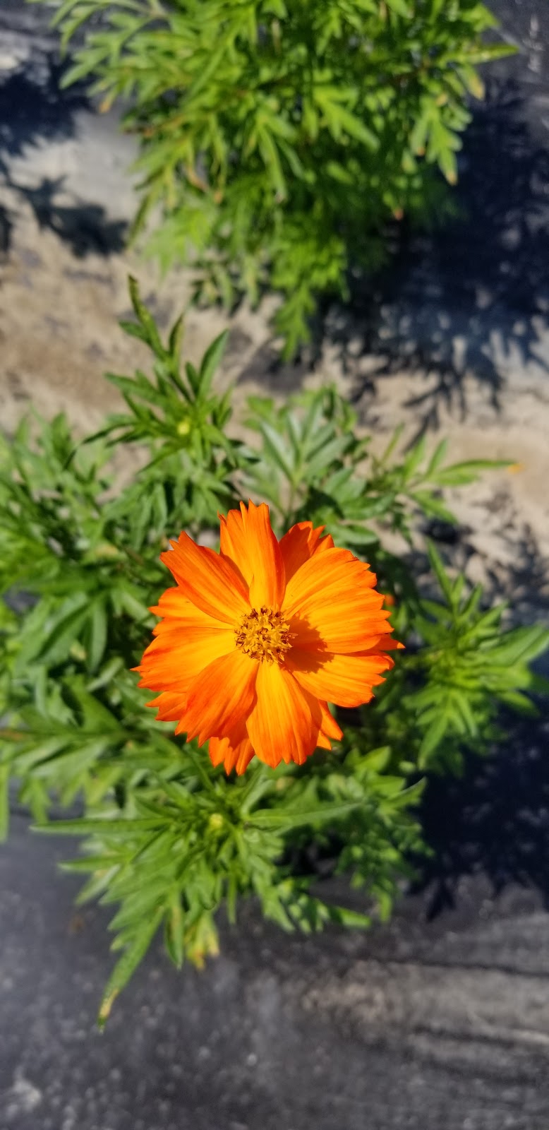Gaia Organic Seeds | 399 River Rd, Ottawa, ON K1V 1C9, Canada | Phone: (613) 219-8463