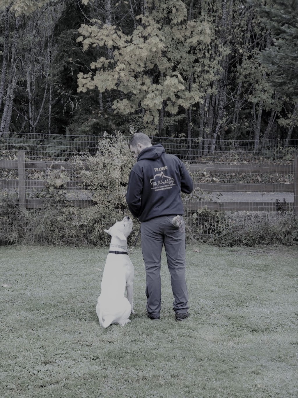 The Durable Dog | 2734 Tintern Rd, Qualicum Beach, BC V9K 1Y2, Canada | Phone: (250) 668-2978
