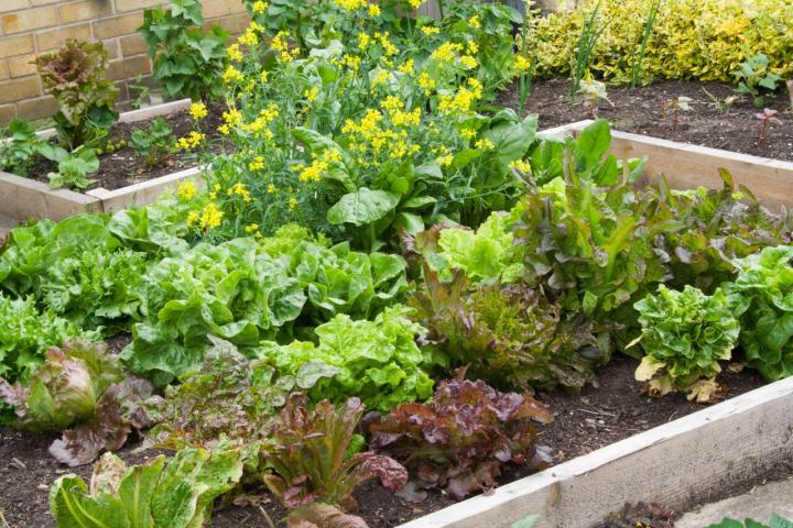 Dawn Gardenscapes | 6870 Fansher Rd, Florence, ON N0P 1R0, Canada | Phone: (226) 627-0793