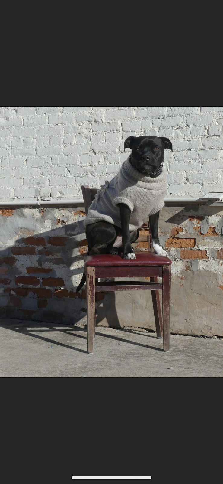 G.C.K9.A. Dojo 4 Dogs | 7 Antwerp St, St. Catharines, ON L2S 1J8, Canada | Phone: (905) 932-0752