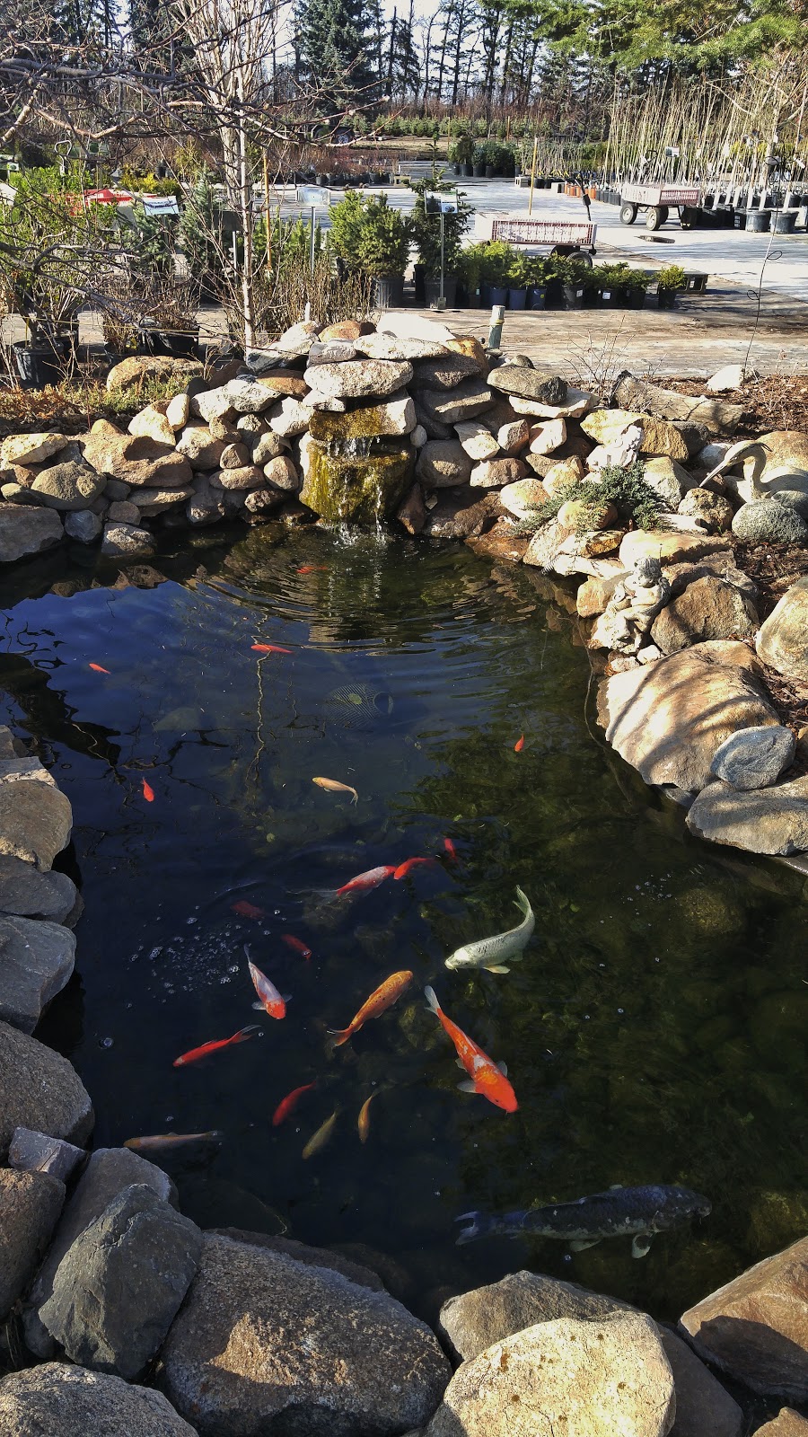Morden Nurseries & Garden Centre | Morden, MB R6M 1B2, Canada | Phone: (204) 325-2254