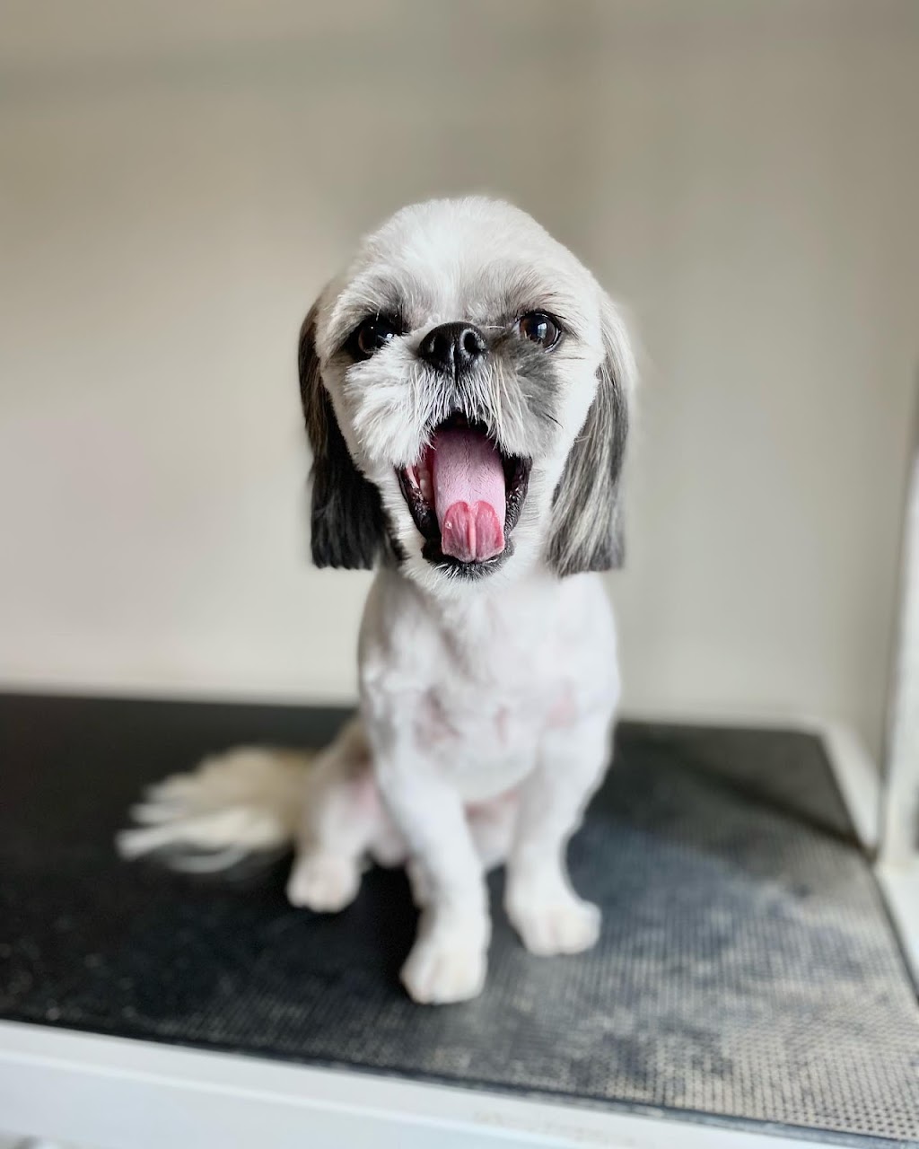 Tail-rific Dog Grooming Evanston | Evanscrest Common, Calgary, AB T3P 0R7, Canada | Phone: (403) 401-2938
