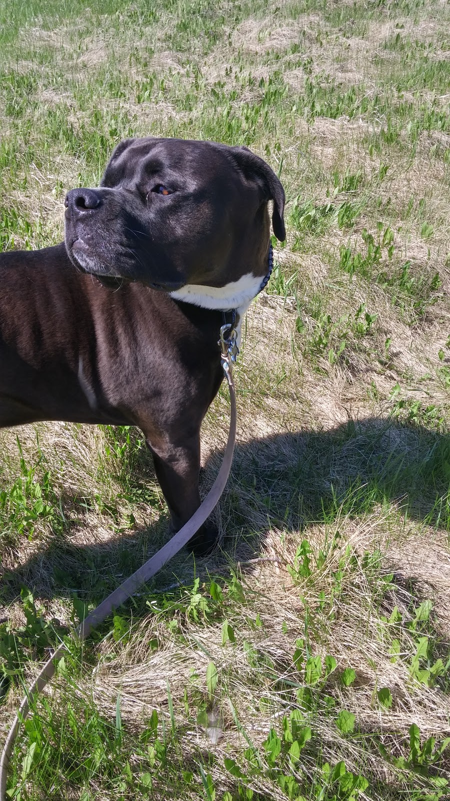 Brokenhead River Kennel | Mile Road 82, RM of Brokenhead, Ladywood, MB R0E 0C0, Canada | Phone: (204) 205-0653