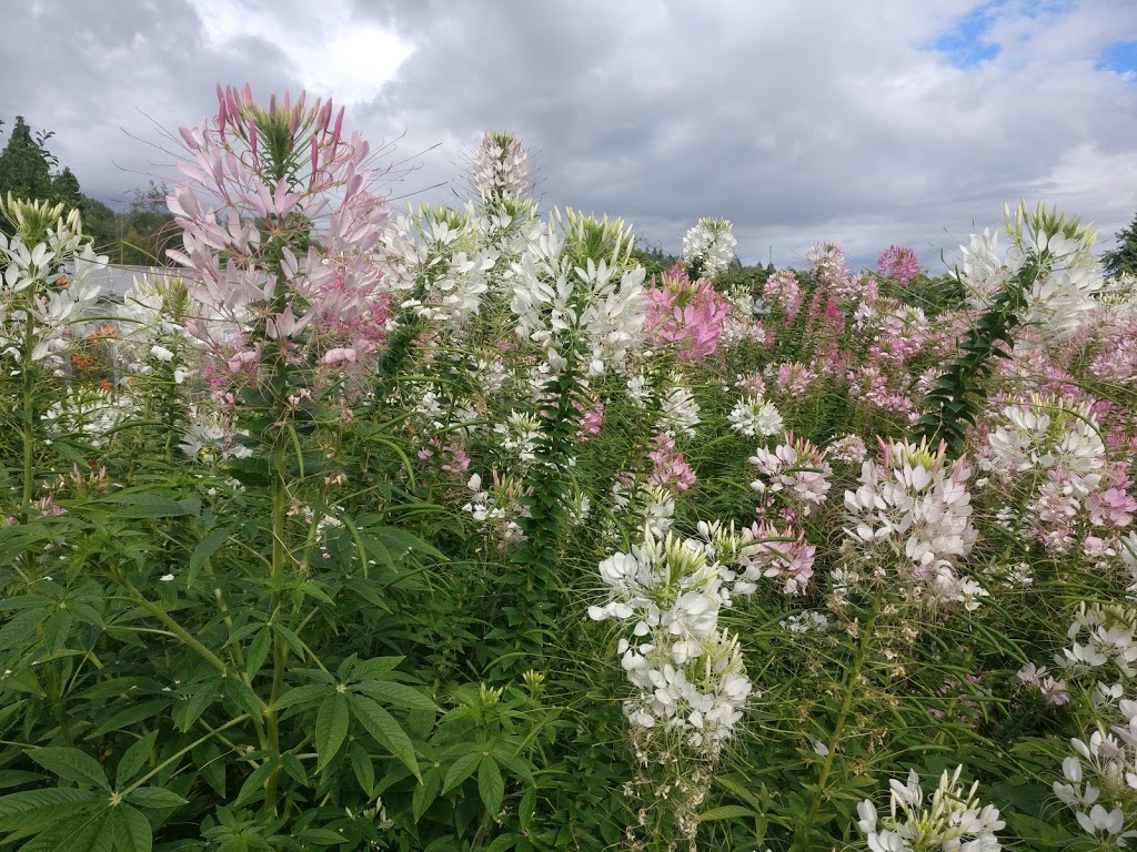 Community Garden | 6012-7528 Meadow Ave, Burnaby, BC V3N 1Y6, Canada