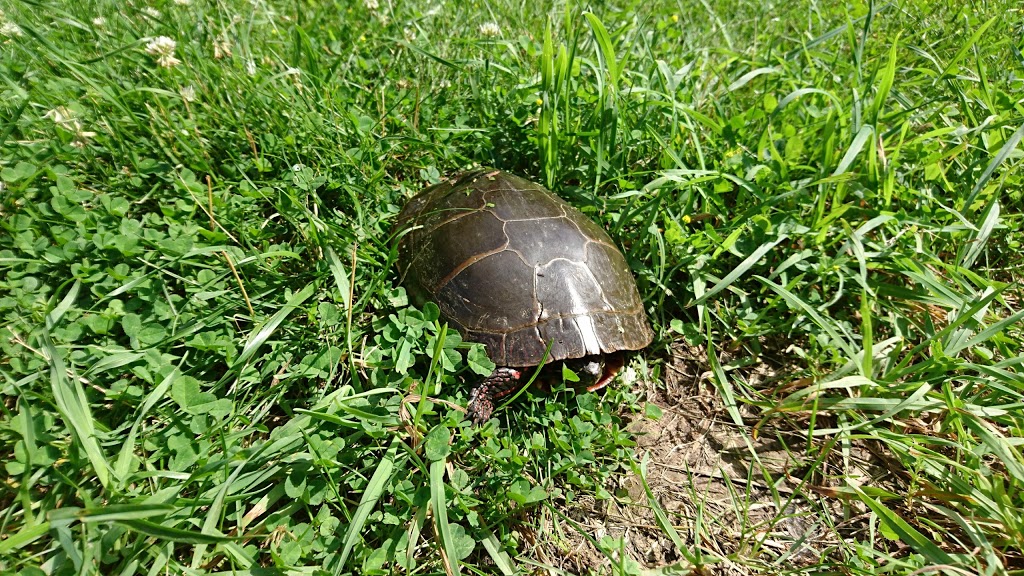 Woodend Conservation Area | 1 Taylor Rd, St. Catharines, ON L2V 3Y5, Canada | Phone: (905) 788-3135