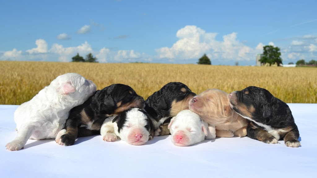 Willow Brooke Bernedoodles | 3532 Erbs Road W, Baden, ON N3A 3M2, Canada | Phone: (519) 580-5865