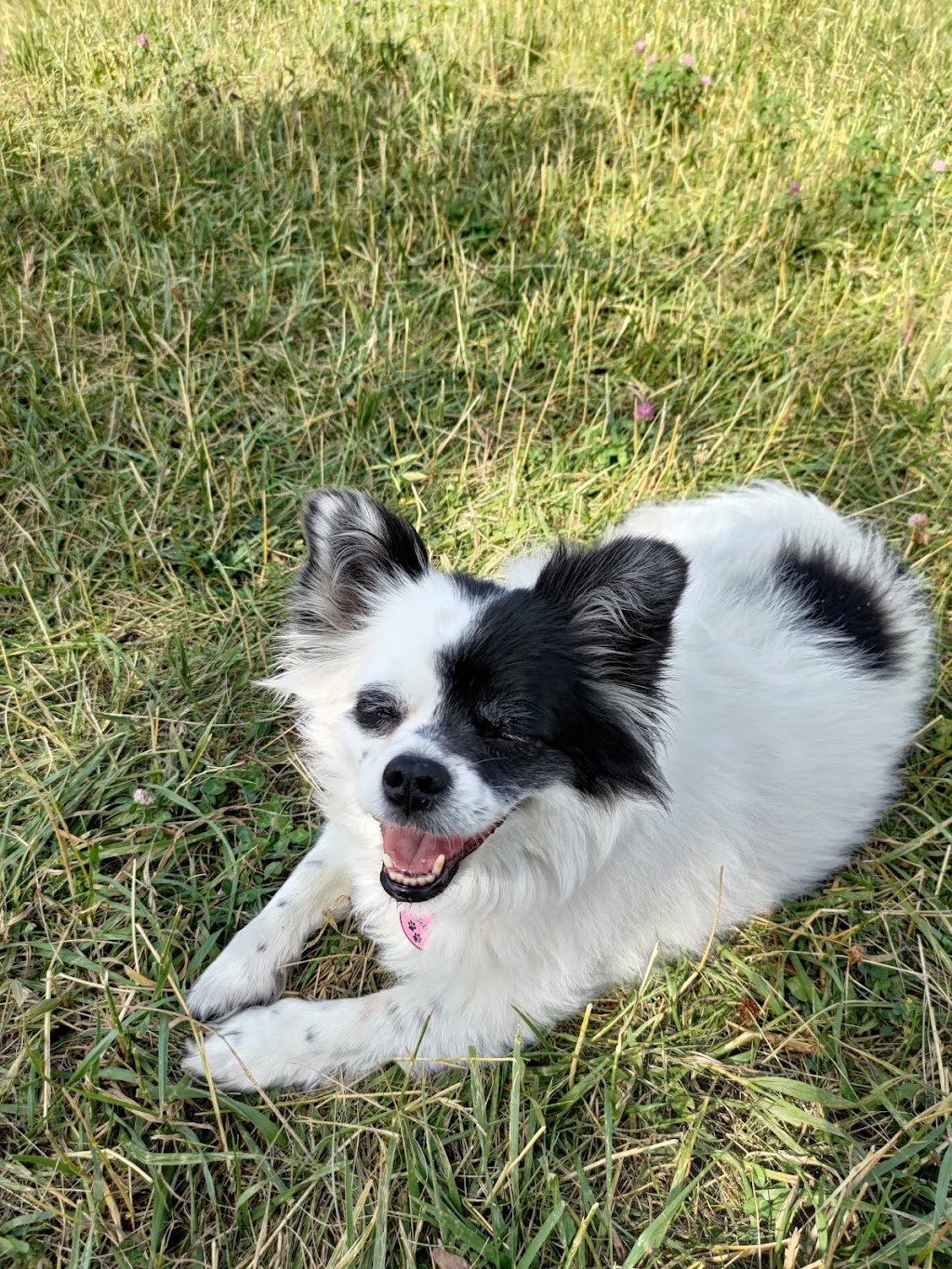 North York Dog Walker - Puppy Training - Pet Boarding | 15 Field Sparroway, North York, ON M2H 3B6, Canada | Phone: (647) 709-6479