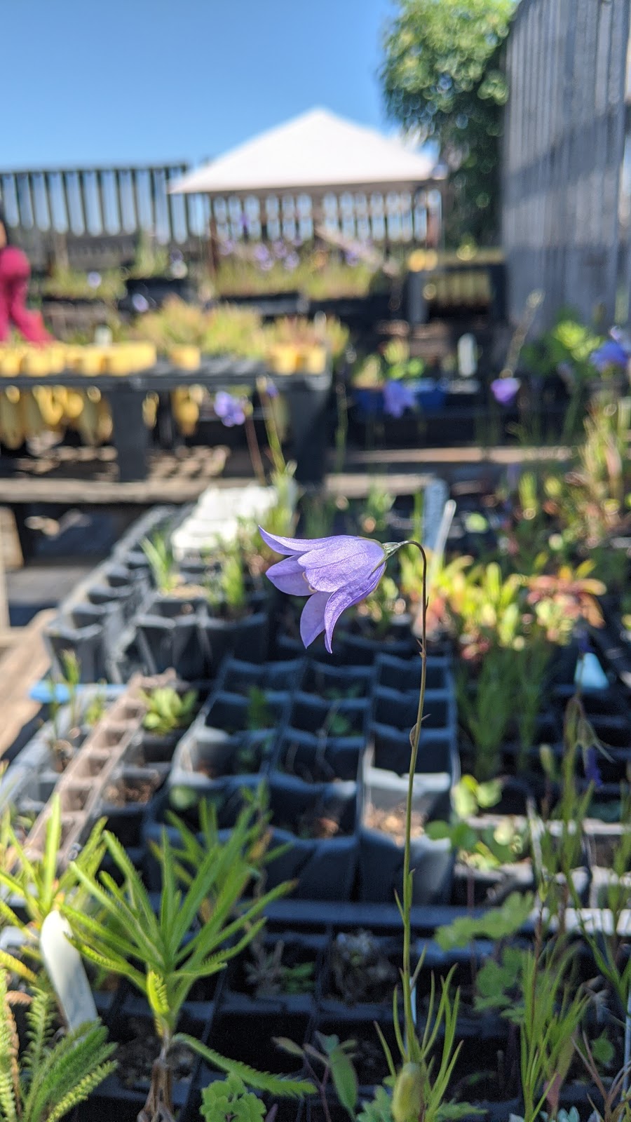 ALCLA Native Plants | Visits By Appointment Only, Calgary, AB T3L 2P5, Canada | Phone: (403) 889-4795