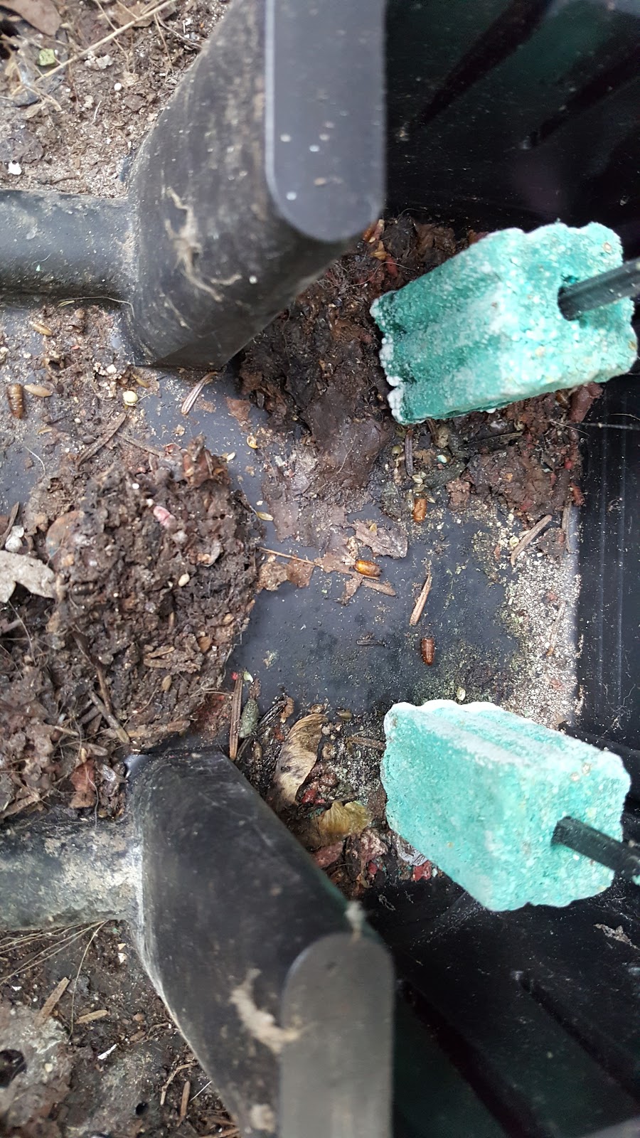 Toronto Pest Control | 25 Seeley Dr, North York, ON M3M 2V7, Canada | Phone: (647) 997-5080