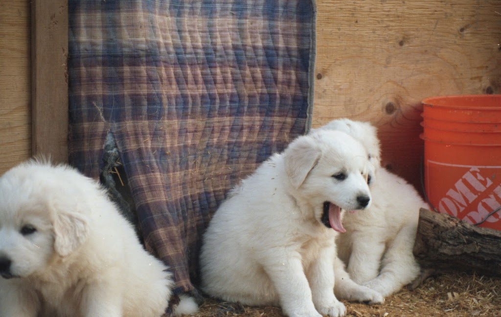 Ferme Province Hill | 91 Chem. de Province Hill, Mansonville, QC J0E 1X0, Canada | Phone: (438) 872-9135