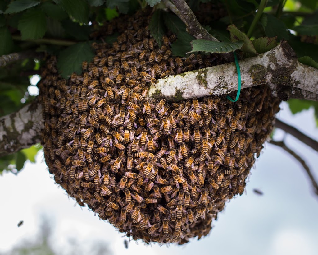 Bee Friendly Removal Service | 6037 Old Guide Rd, Bellingham, WA 98226, USA | Phone: (360) 303-6220