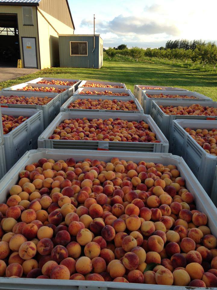 Cherry Lane | 4230 Victoria Ave, Vineland Station, ON L0R 2E0, Canada | Phone: (905) 562-4337 ext. 210