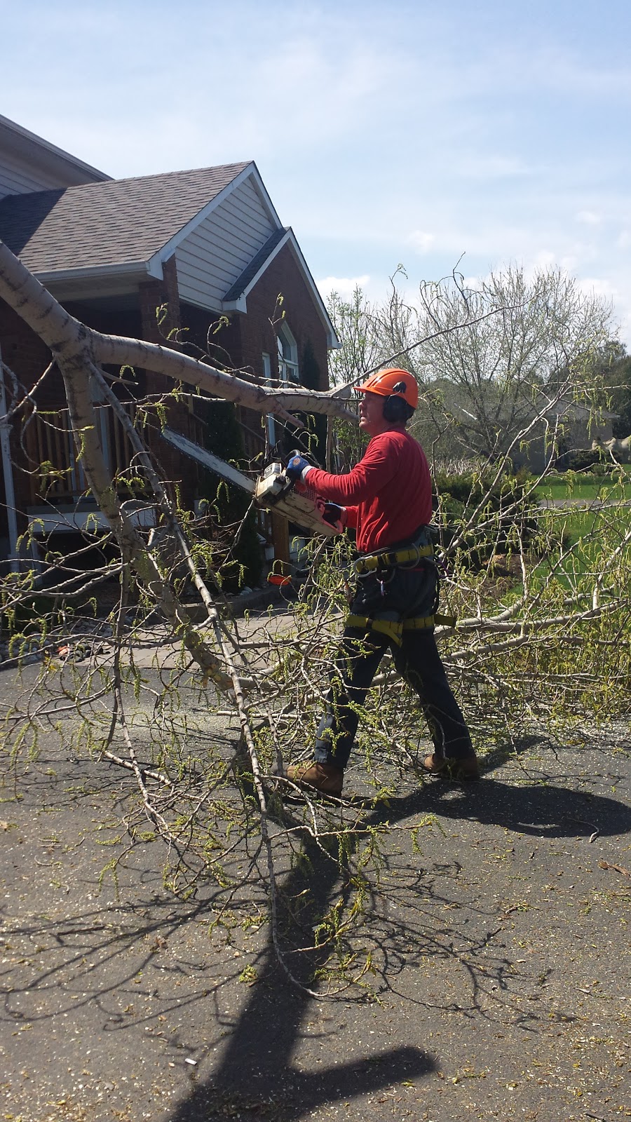 Greely Tree Services | 7022 Donwel Dr, Greely, ON K4P 1B9, Canada | Phone: (613) 574-0247