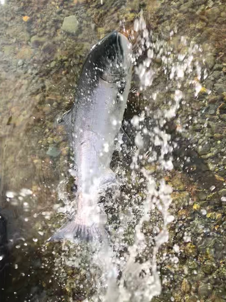 Nile Creek Fly Shop | 6590 Island Hwy W, Bowser, BC V0R 1G0, Canada | Phone: (250) 757-2095