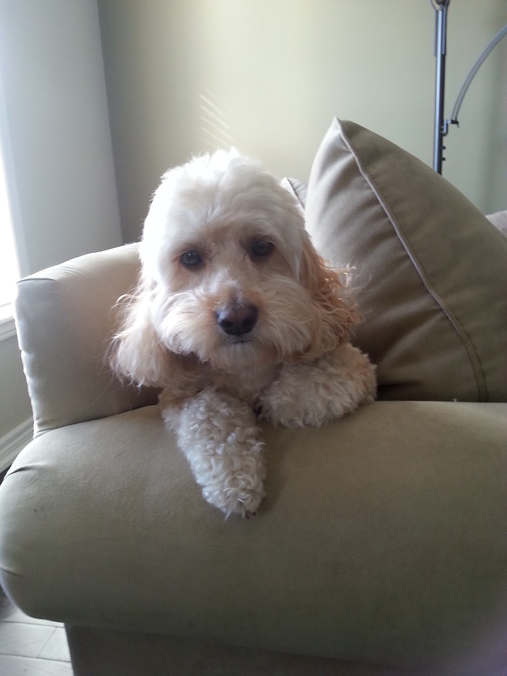 Purrs & Wags Professional Pet Care | 1964 Main St W, Hamilton, ON L8S 1J5, Canada | Phone: (905) 577-3911