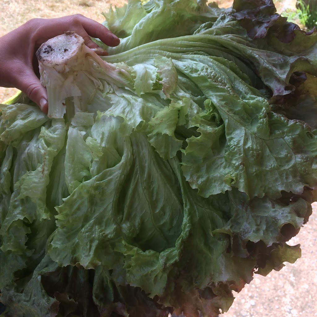 Root Haven Farm | 2814 Prince William St, Jordan Station, ON L0R 1S0, Canada | Phone: (226) 789-0914