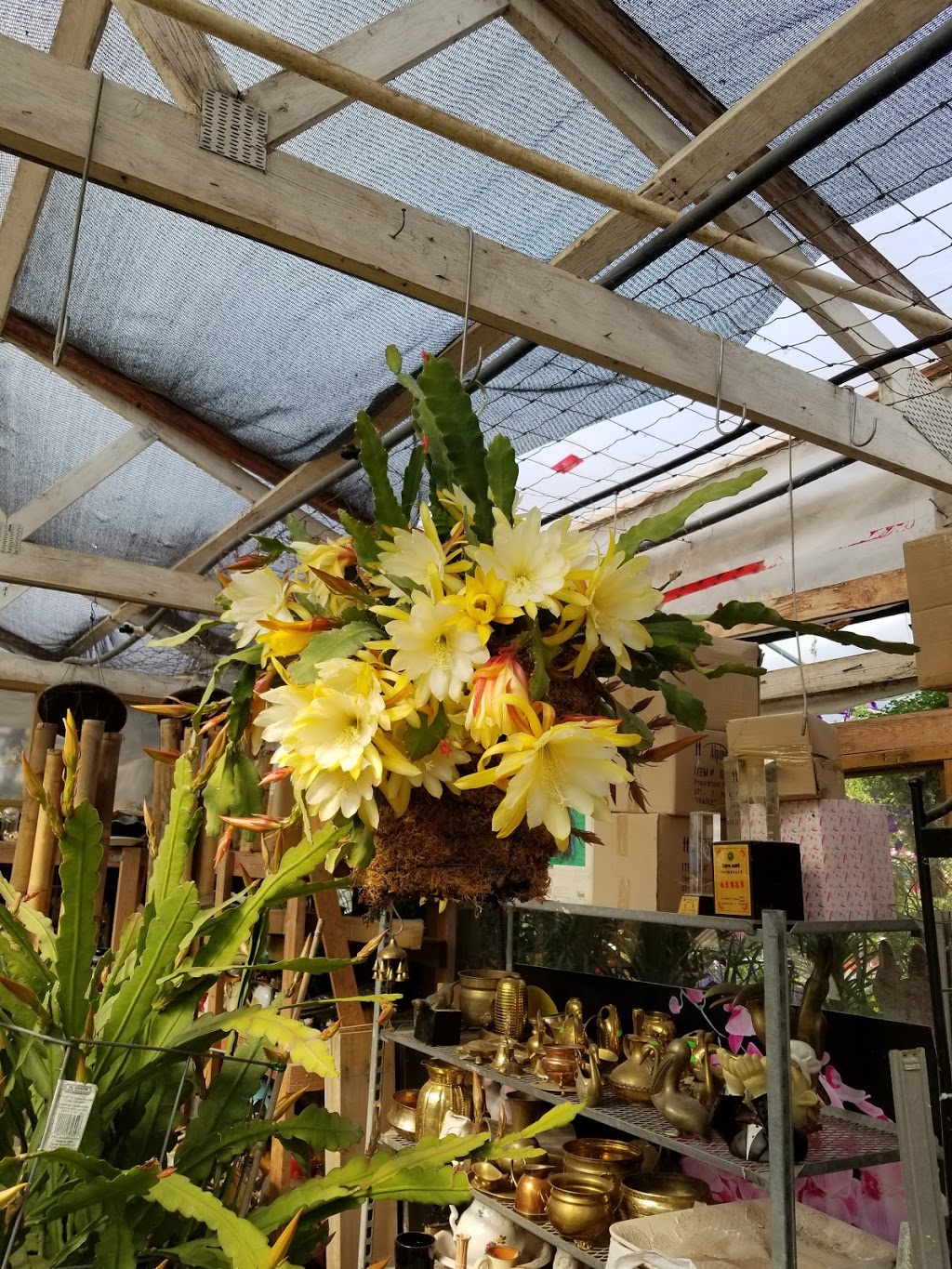 Sunrise Garden Ctr | 28563 Fraser Hwy, Abbotsford, BC V4X 1L1, Canada | Phone: (604) 856-6899
