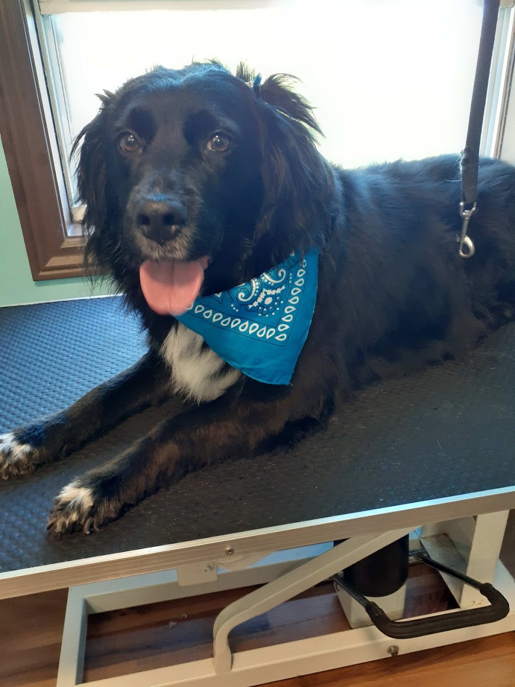Hot Diggity Dog Grooming | 2160 Route 106, Allison, NB E1G 4L1, Canada | Phone: (506) 232-5934