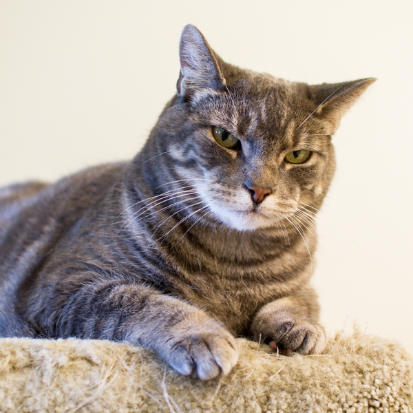VCA Canada Mayfield Animal Hospital | 16808 106 Ave NW, Edmonton, AB T5P 4Z3, Canada | Phone: (780) 451-3465