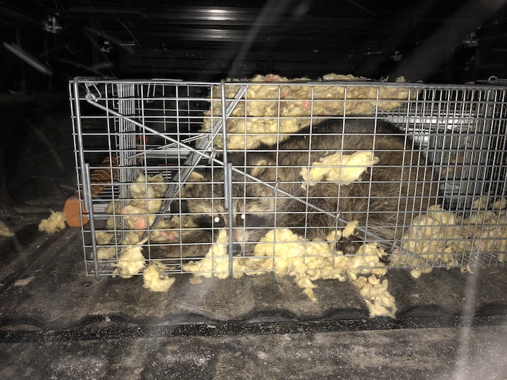 Extermination Complete Bugs Longueuil | 206 Rue Maple, Greenfield Park, QC J4V 2S1, Canada | Phone: (450) 651-1777