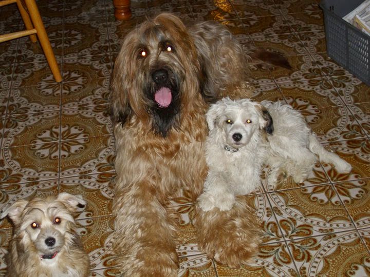Canine Designs Pet Grooming | 225 Elgin St N, Cambridge, ON N1R 7H9, Canada | Phone: (519) 624-7297