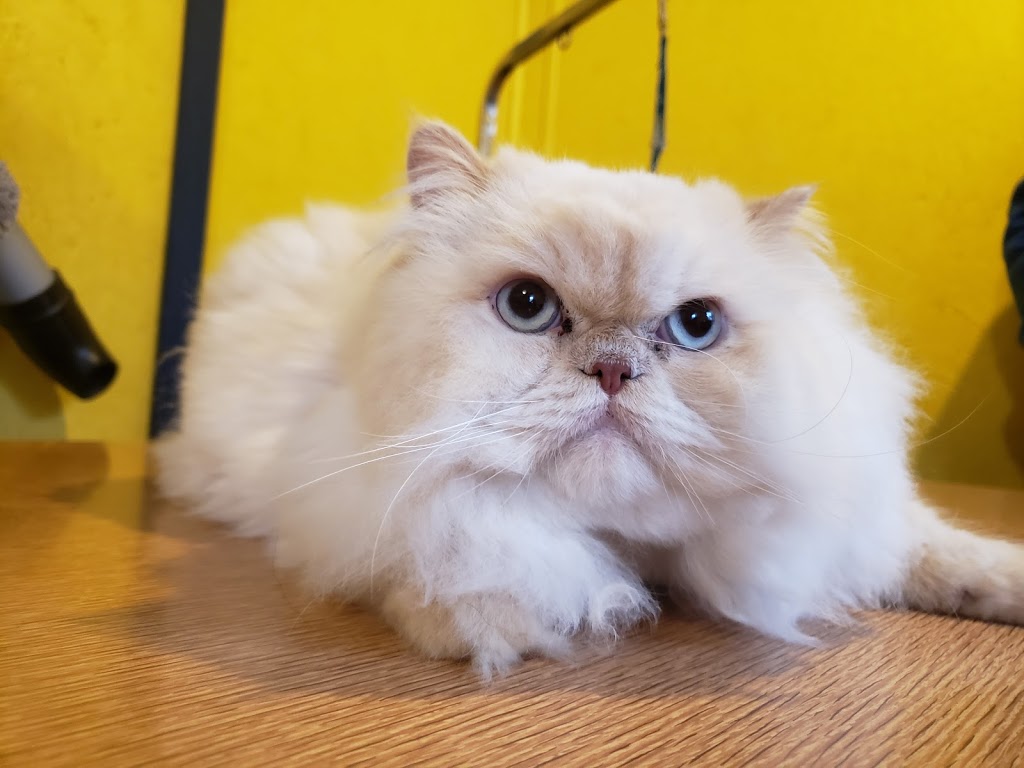 PawsAtively Divine Pet Grooming | 136 NB-121, Bloomfield, NB E5N 7V1, Canada | Phone: (506) 653-7393