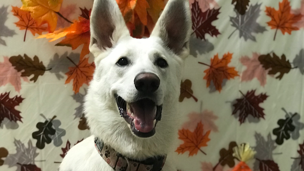 Pup Culture Dog Daycare | 6939 Hastings St Suite 101, Burnaby, BC V5B 1S9, Canada | Phone: (604) 298-7297