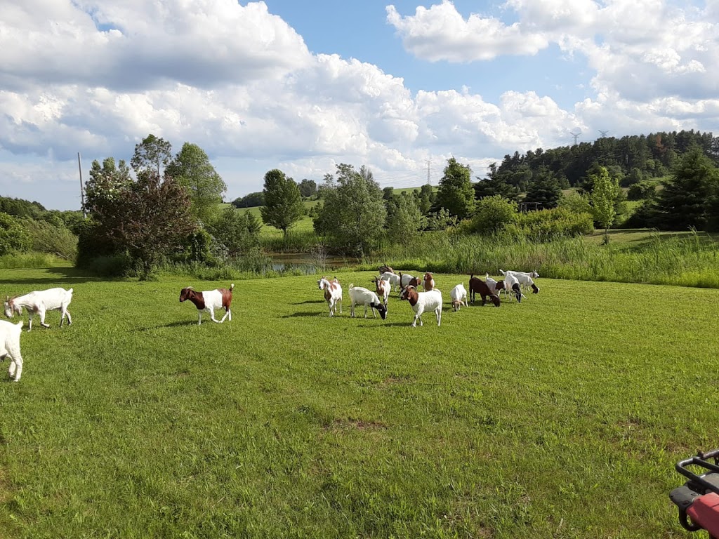 Leaning Stable Acres | 6417 Holt Rd, Hampton, ON L0B 1J0, Canada | Phone: (289) 943-1175