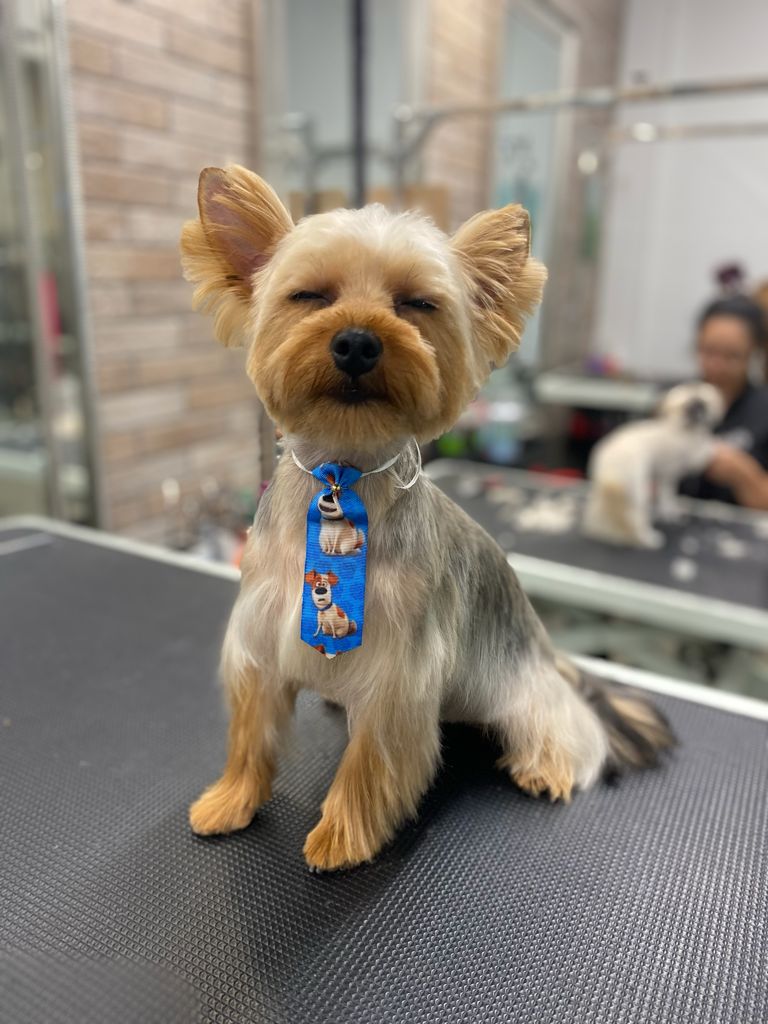 Oh My Dog Spa and Grooming | 5596 Windermere Blvd, Edmonton, AB T6W 2Z8, Canada | Phone: (780) 655-1797