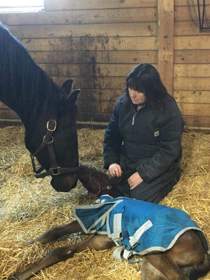 Whispering Hearts Horse Rescue | 1652 Concession 10 Walpole, Hagersville, ON N0A 1H0, Canada | Phone: (905) 768-9951