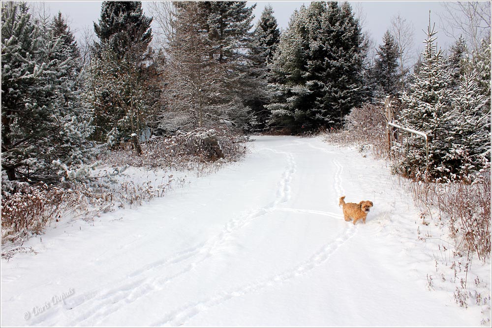 D. Dupuis | 1237 QC-317, Ripon, QC J0V 1V0, Canada | Phone: (819) 983-2241