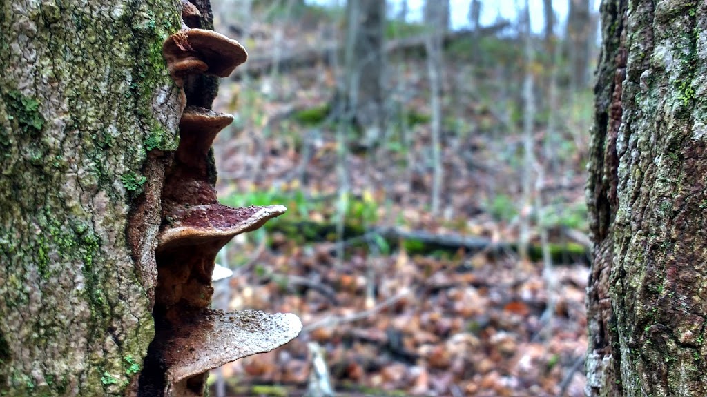 Mystery Falls Trail (aka Ausable River Valley Trail) | 101 Elm Tree Dr, Parkhill, ON N0M 2K0, Canada