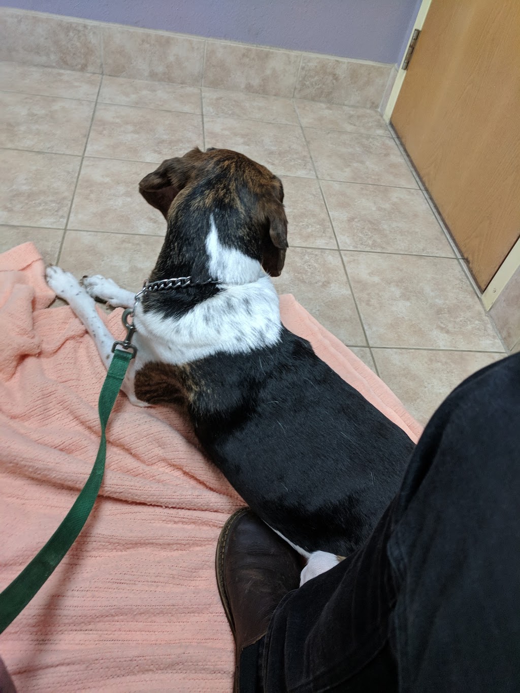 Nooksack Animal Hospital PC | 302 W Columbia St, Nooksack, WA 98276, USA | Phone: (360) 966-3207