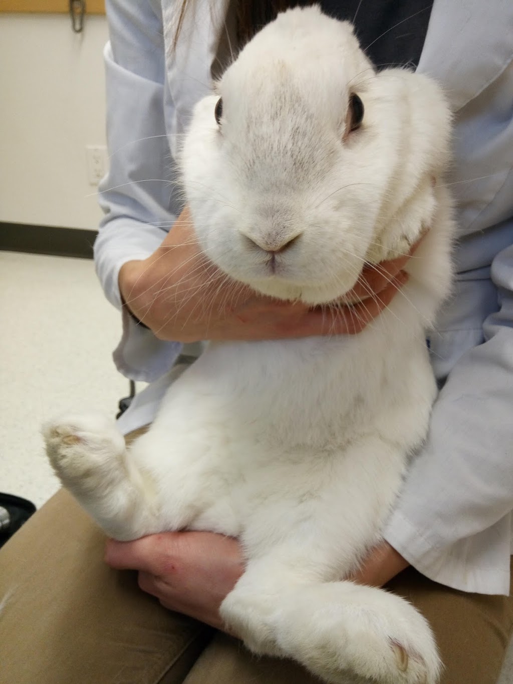 Southdown Animal Clinic | 2106 Truscott Dr, Mississauga, ON L5J 2A6, Canada | Phone: (905) 823-3900