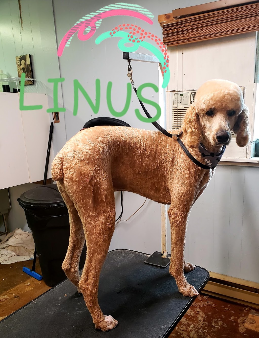 Dogs N Dos | 21 Victoria Ave, Parry Sound, ON P2A 2C2, Canada | Phone: (705) 746-2333