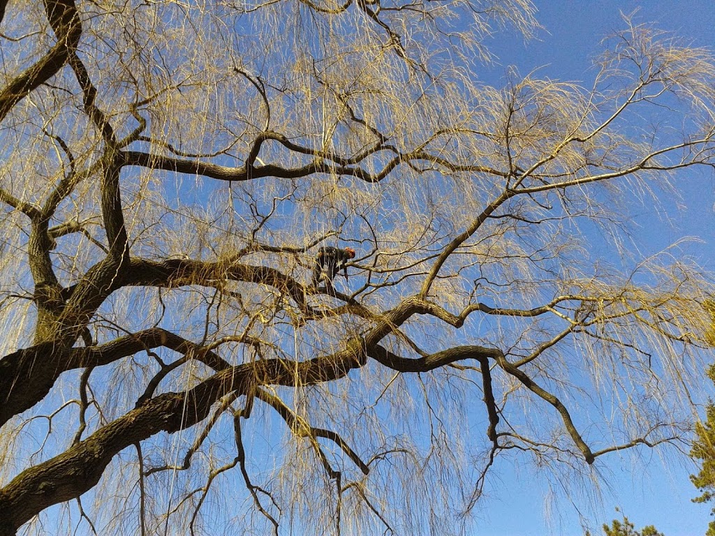 Grey Bruce Tree Workers | 11 Cameron St, Tiverton, ON N0G 2T0, Canada | Phone: (800) 561-7629