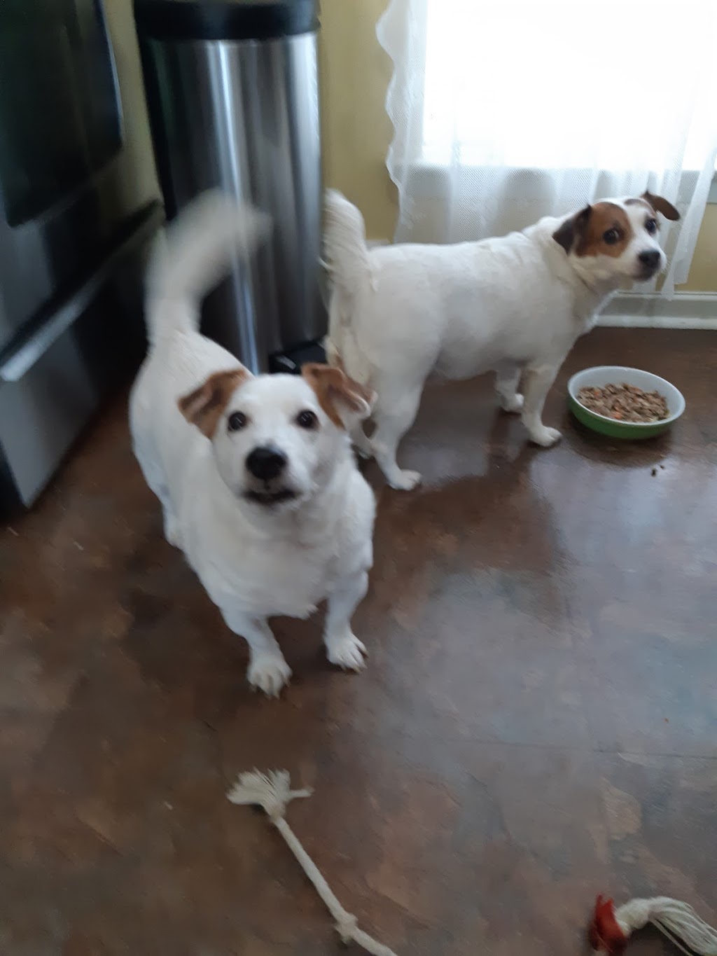 Pet Valu | 748 Sheppard Ave E, Willowdale, ON M2K 1C3, Canada | Phone: (416) 225-9274